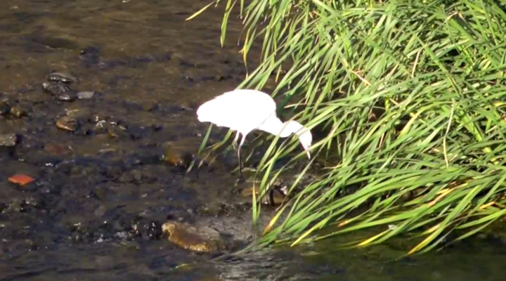 コサギだけどイマイチ