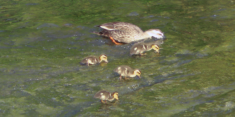 カルガモ親子