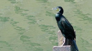 スペインの鳥 - スペインのその他の鳥