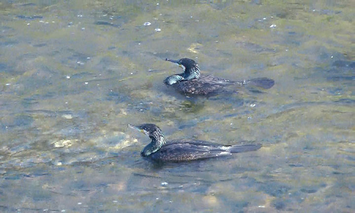 カワウ2羽ムービーサムネイル