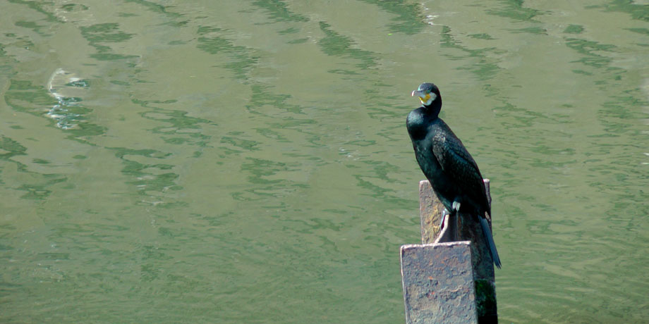 カワウ（川鵜）