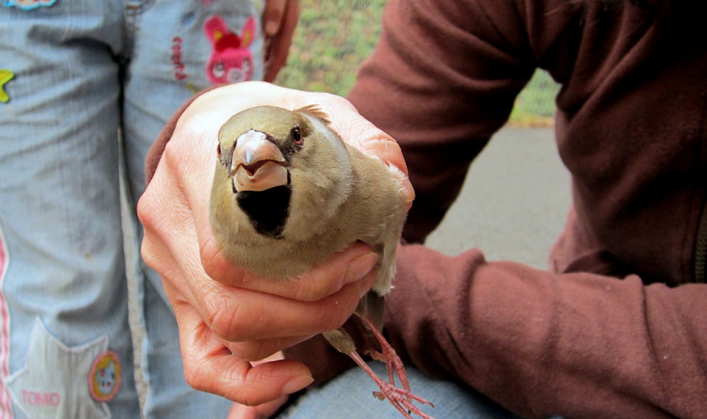 飛べない鳥 - ダチョウ (Struthio ラクダ属)