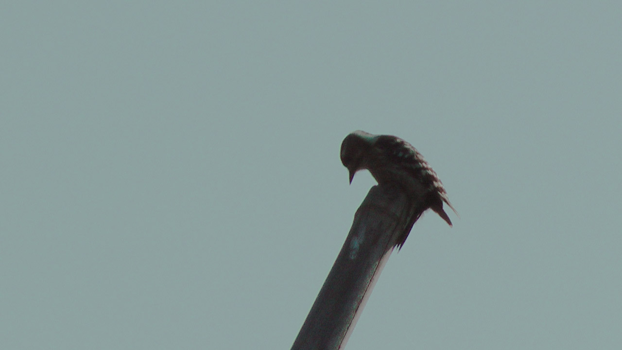 竹に留まるコゲラシルエット