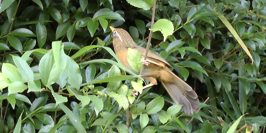 ガビチョウちょっと横上向き