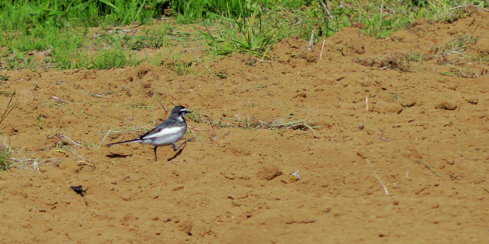 ハクセキレイ畑を行く