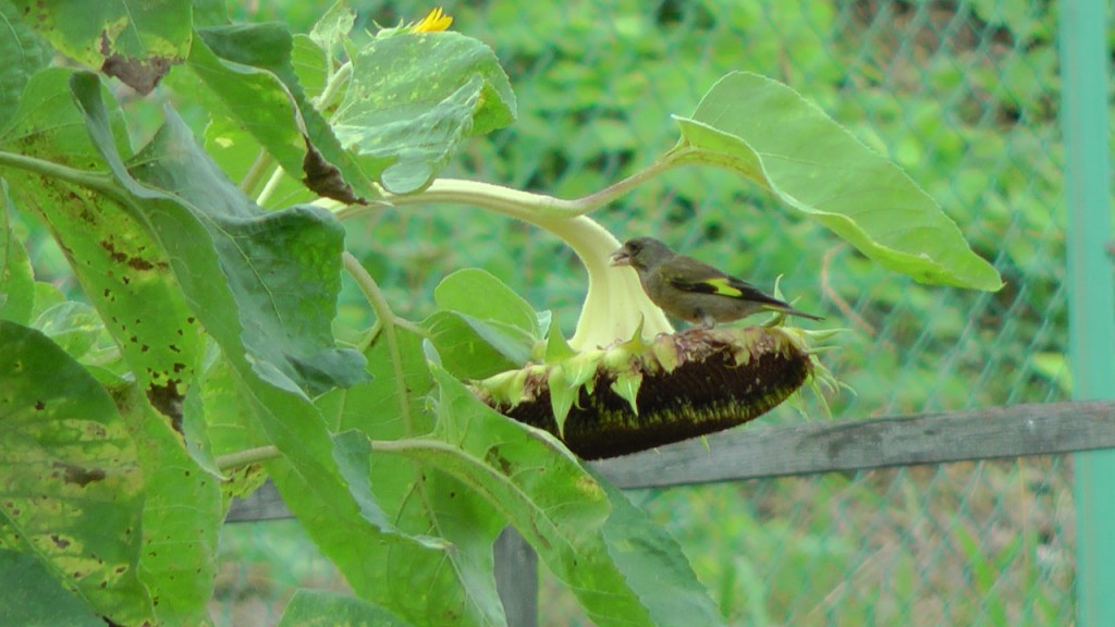 冬の野鳥を応援:手作りの鳥の餌で