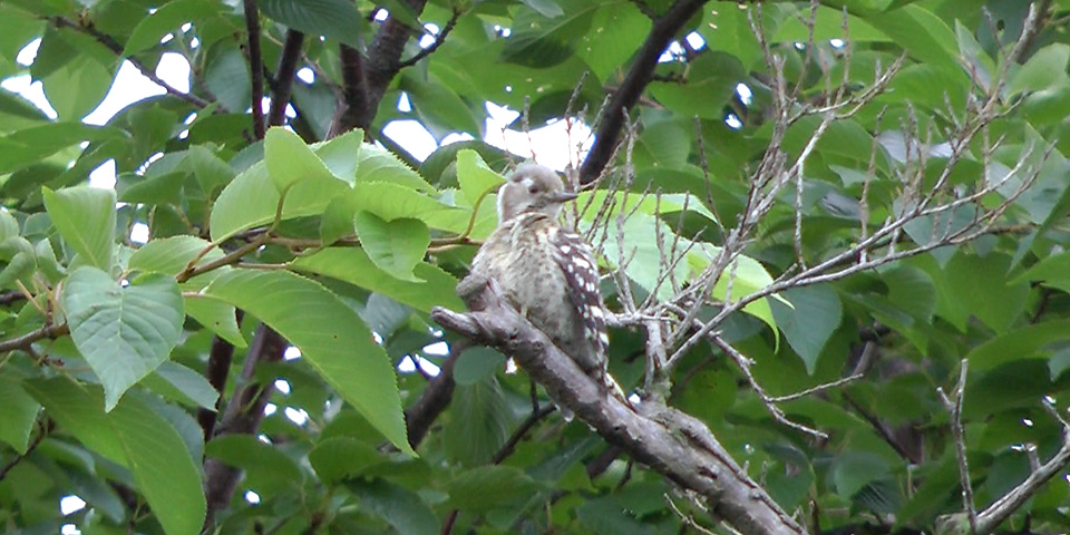 近所の人の家の庭にいたコゲラ3