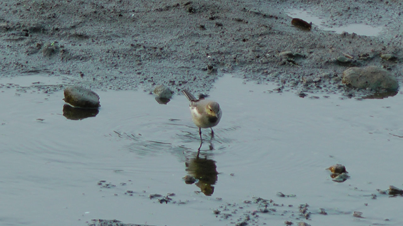 ハクセキレイ若鳥か？