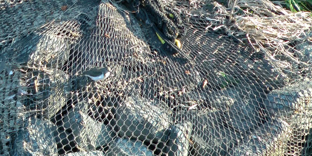 イソシギと思われる1