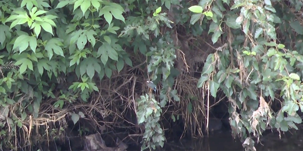 カワセミ谷本川中流よりちょい下