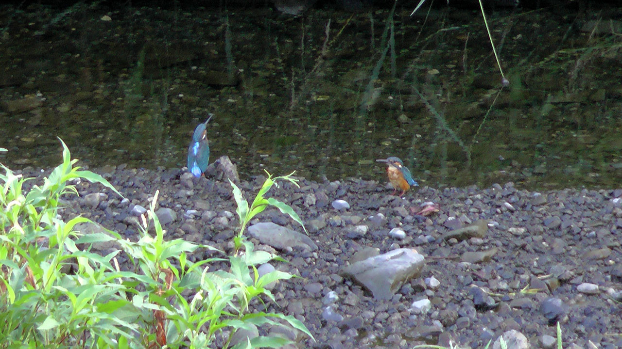 カワセミ恩田川2羽