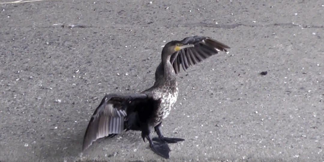 カワウ羽を乾かす