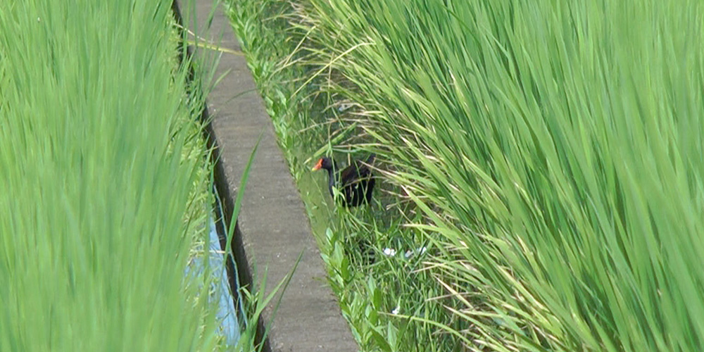 田圃のあぜみちから顔を出すバン2