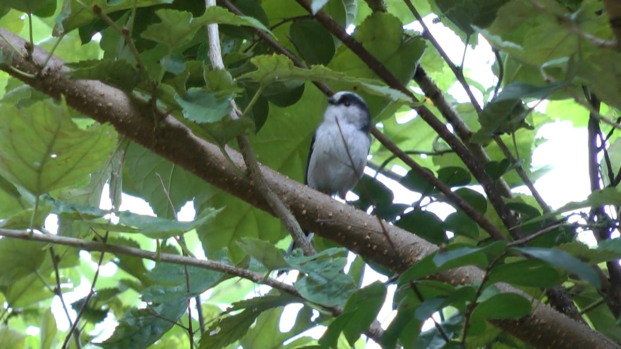 エナガ子R撮影メイン