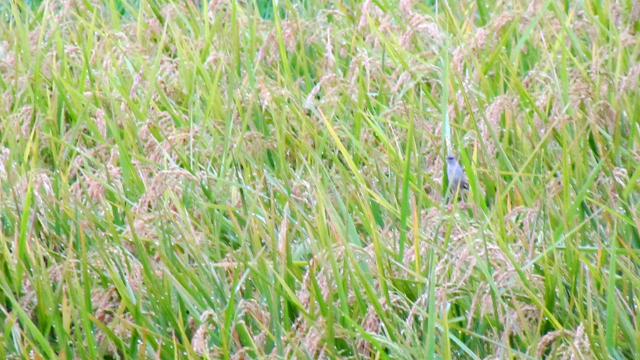 セッカもはや幻