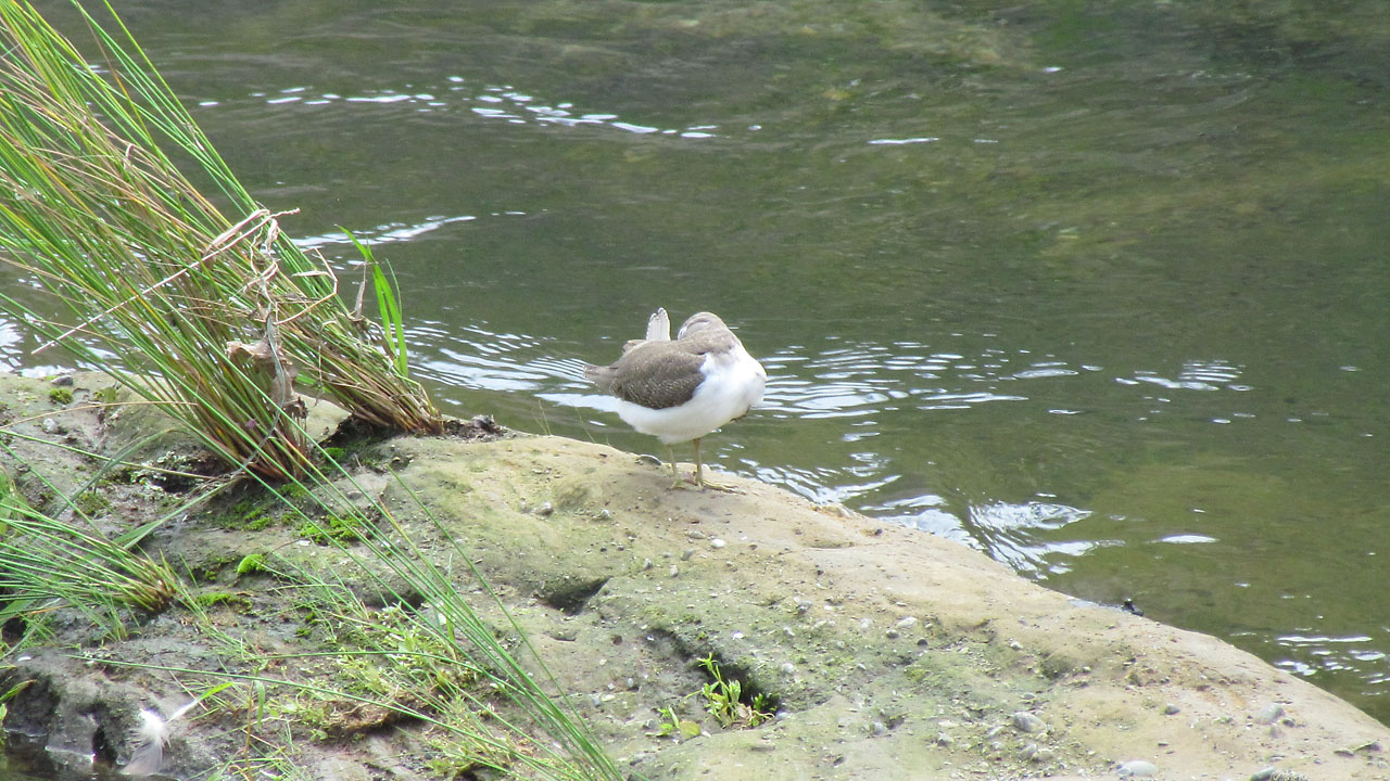 河原にてイソシギ毛繕い