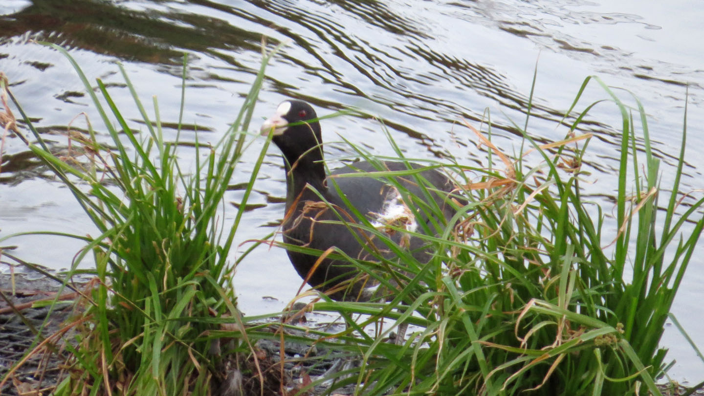 オオバン谷本川草を食う2