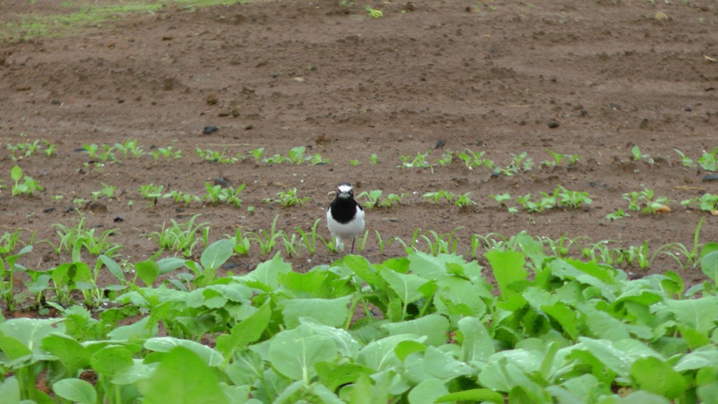 雌ライオンがヒョウの赤ちゃんに母乳を与えているのが目撃されているが、非常に悲惨な結末を迎える可能性がある