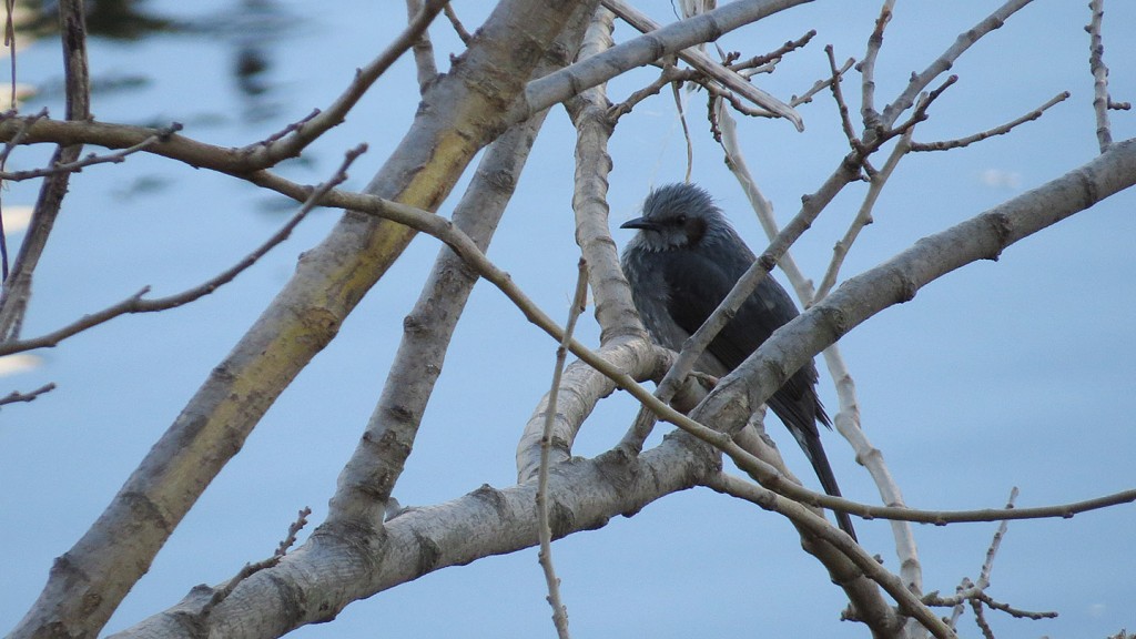 歯の白い斑点 歯の白い斑点は消えますか?