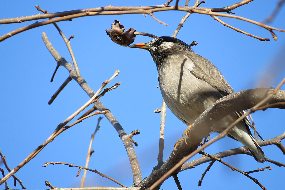 飛べない鳥 - エミュー (ドロマイウス)