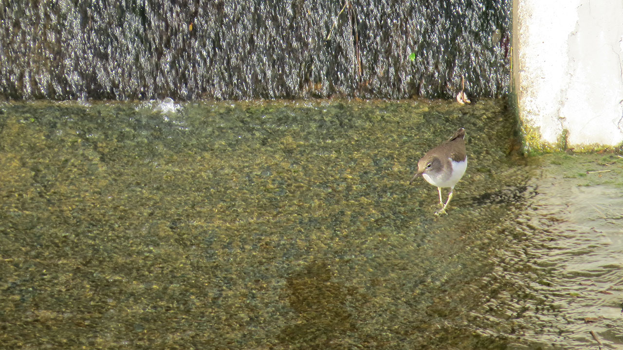 イソシギ尾羽ふりふり