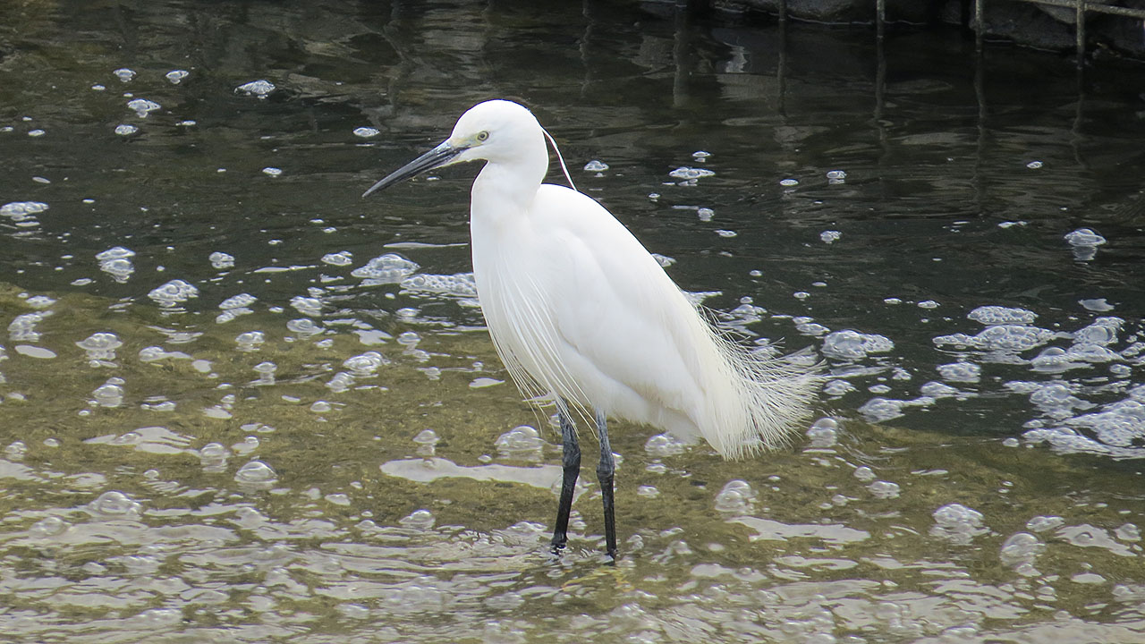 コサギ飾り羽目立つアイキャッチ