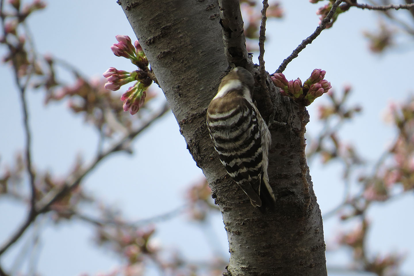矮性レモンの木を育てる