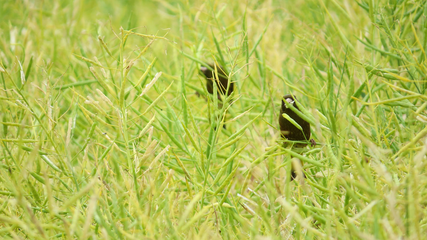 カワラヒワ菜種食べる