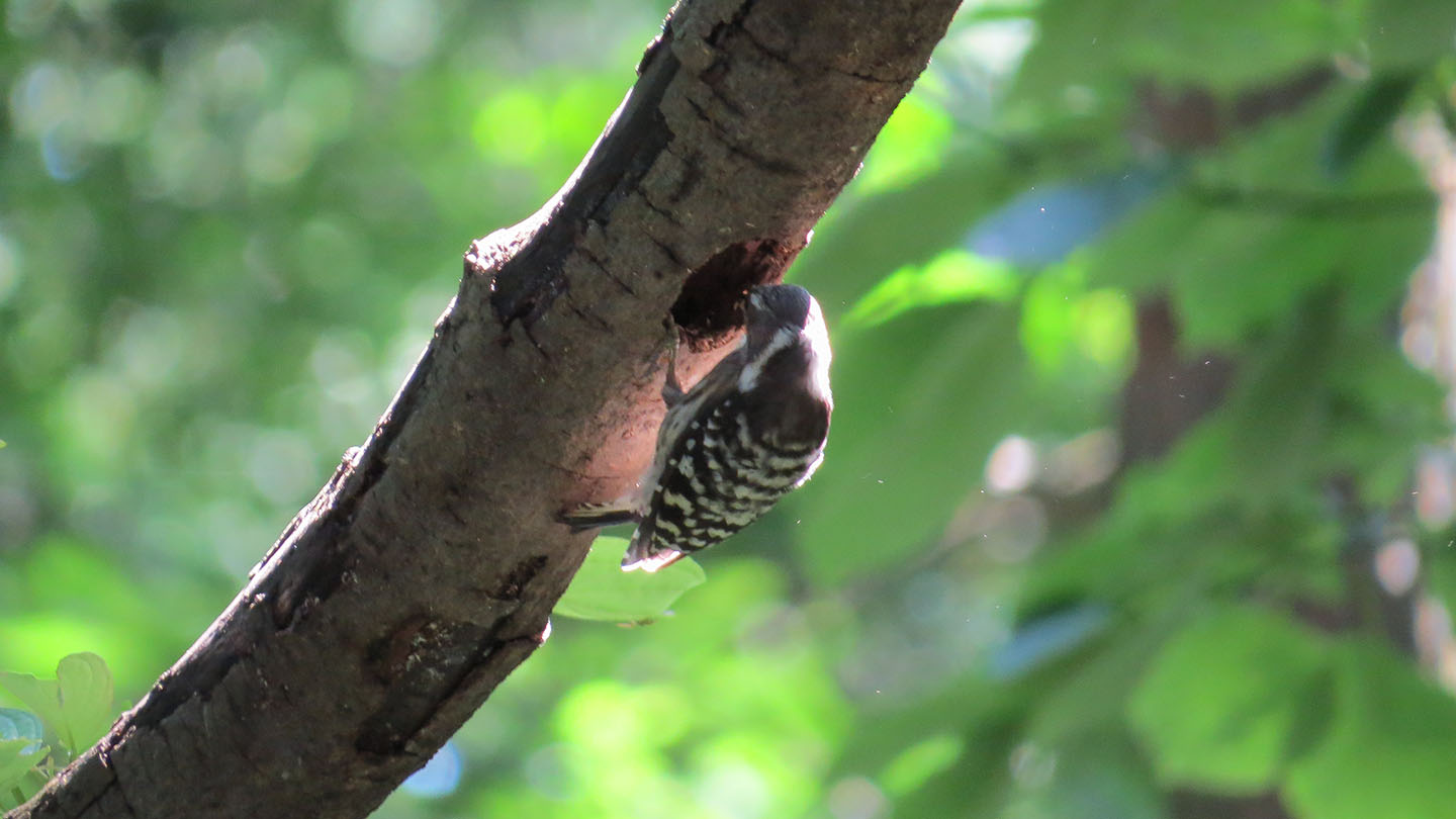 コゲラ巣づくり