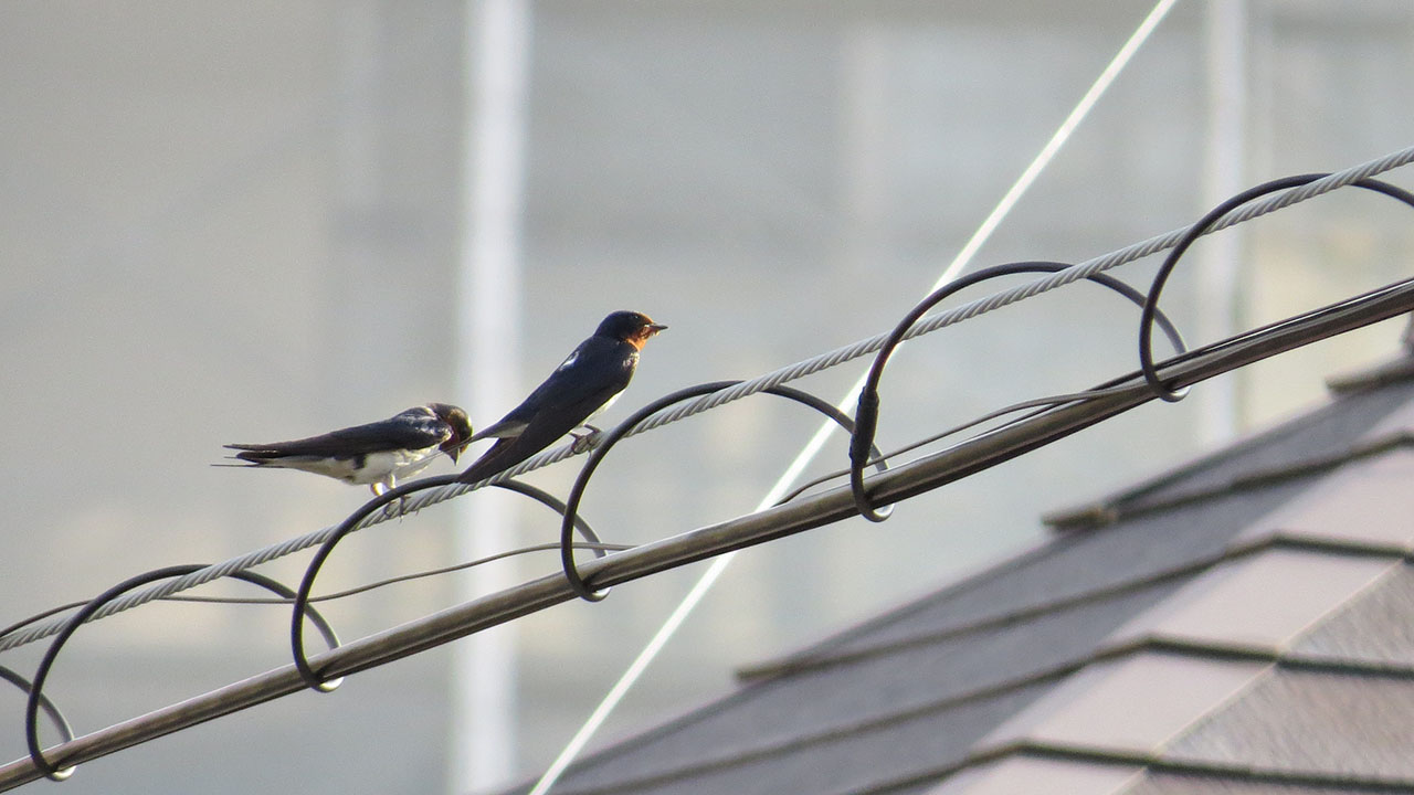 ツバメ旅立ちの朝