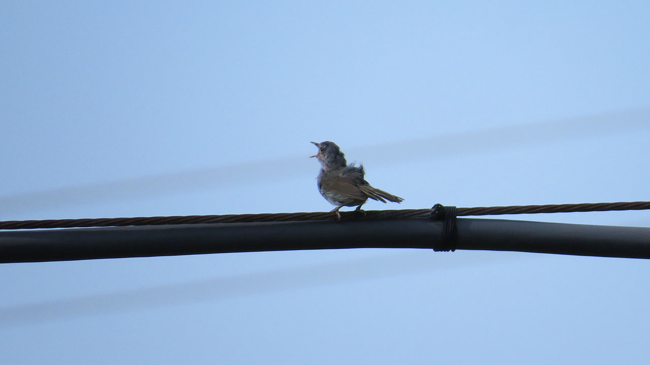 ウグイス若電線の上さえずる