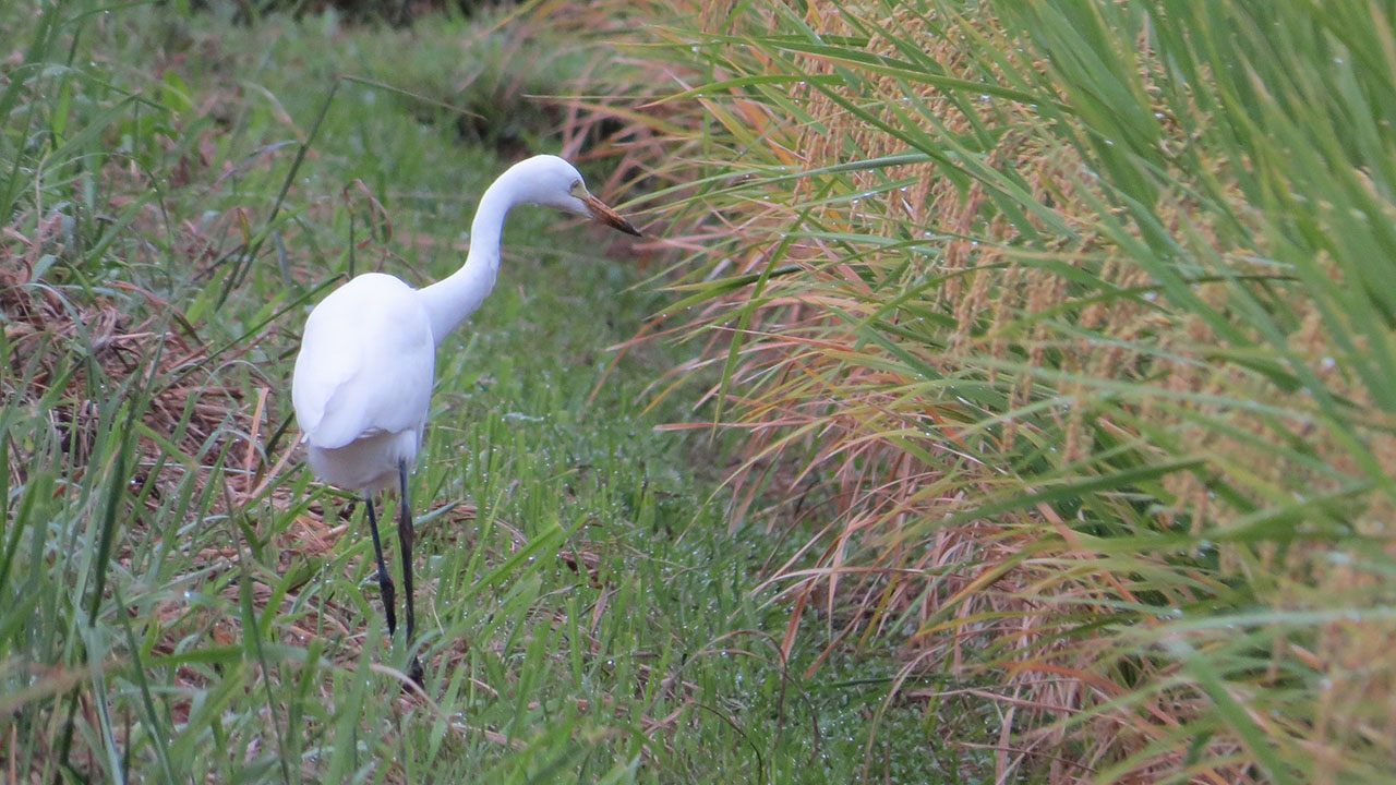 チュウサギ田んぼのあぜ道を歩く