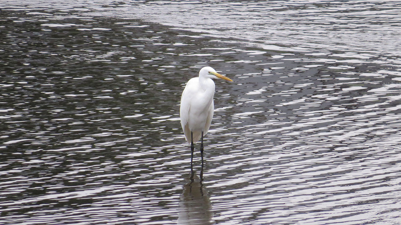 ダイサギたたずむ