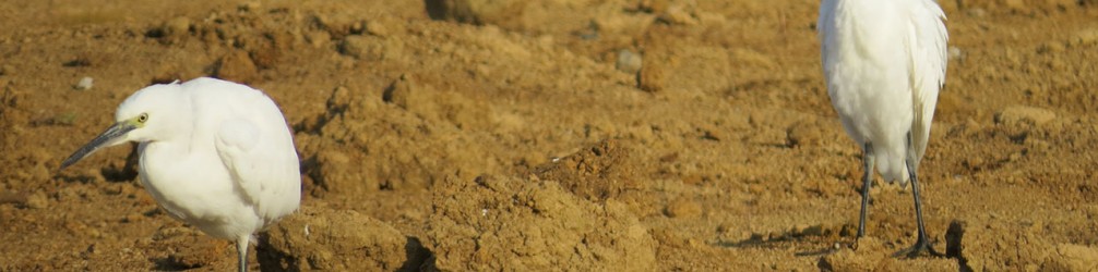 アマサギとコサギ2