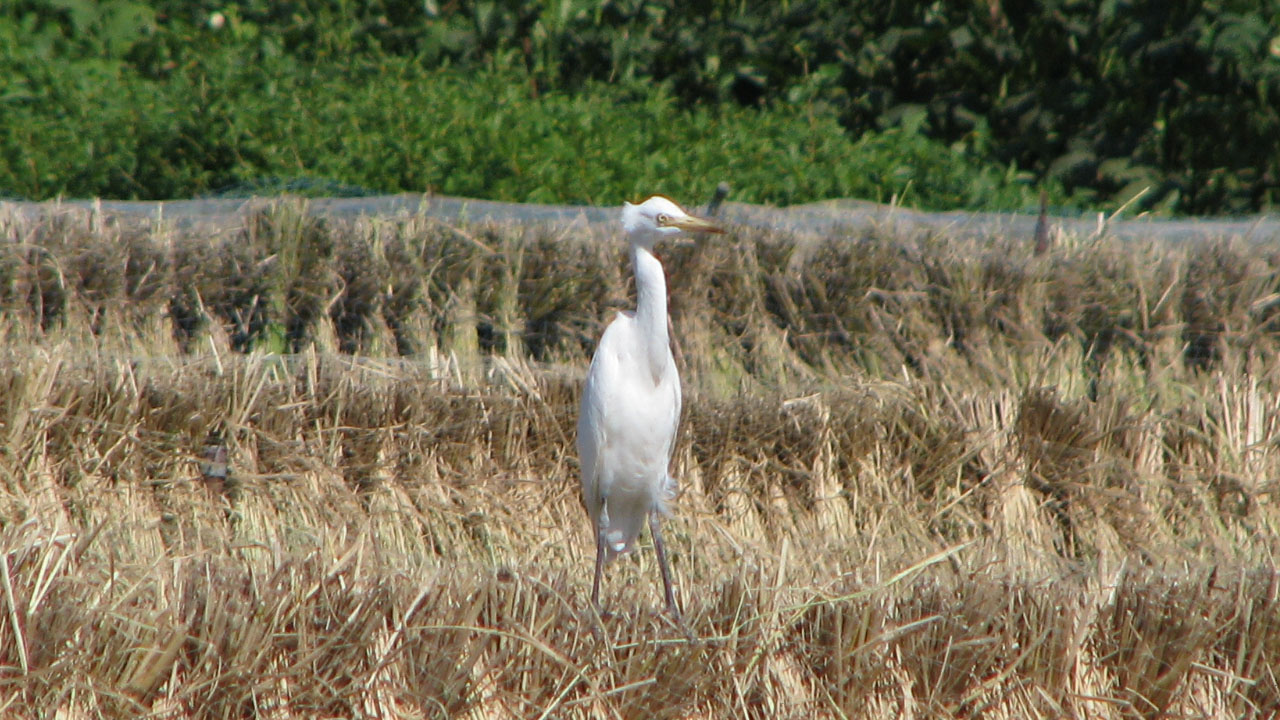 アマサギ干稲の上