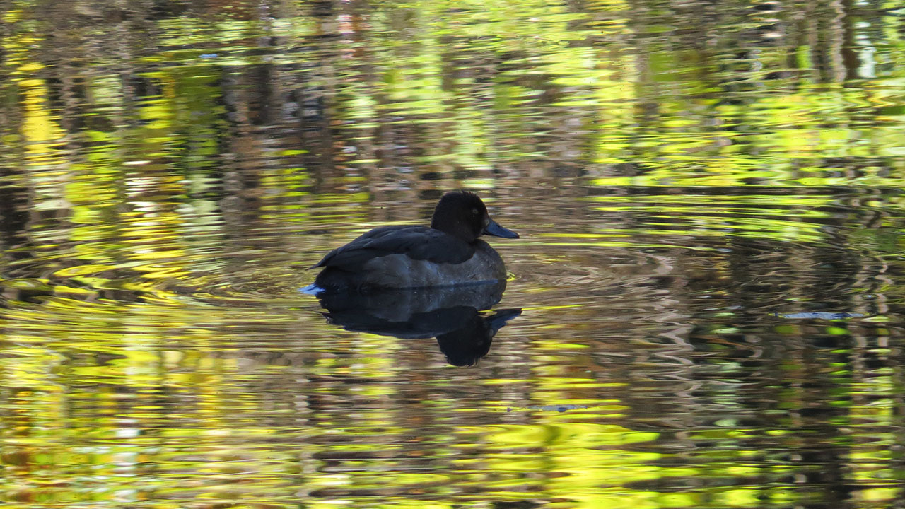 キンクロハジロ暗い