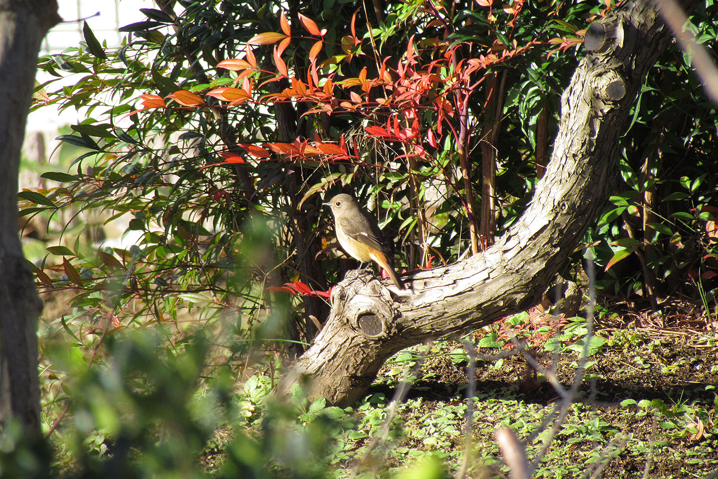 ジョウビタキ雌