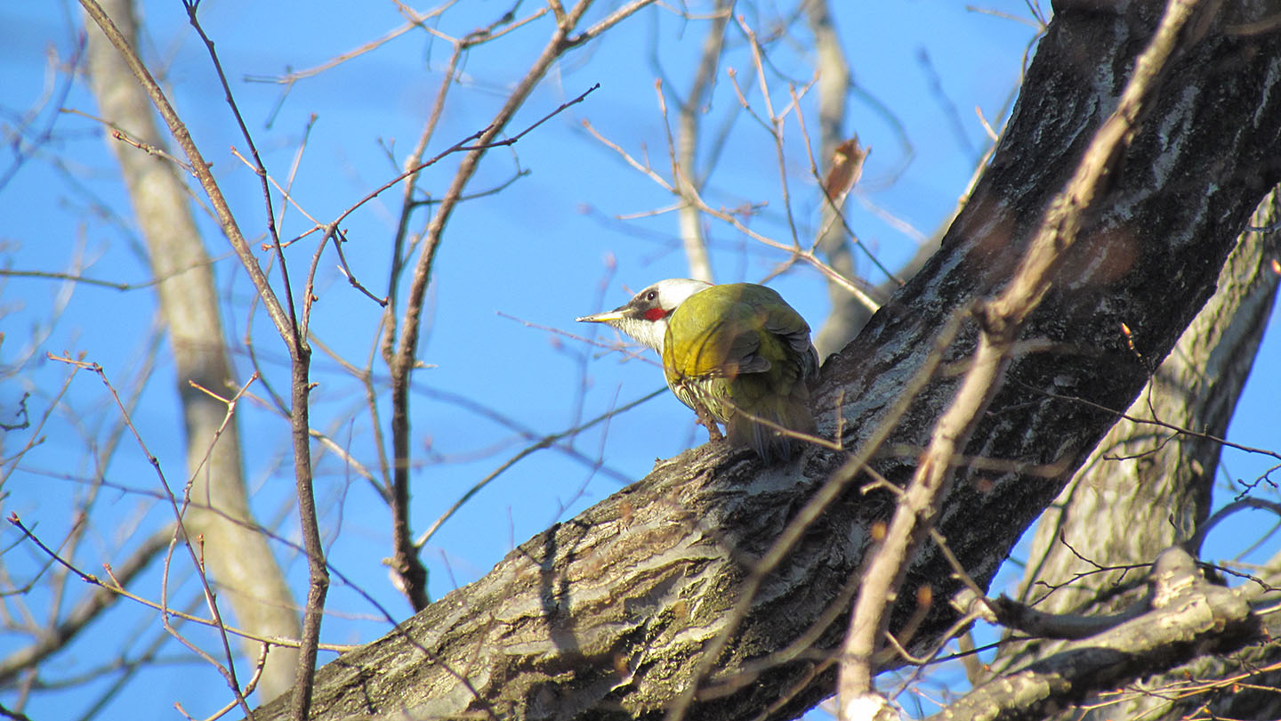 アオゲラ表情が良く見える
