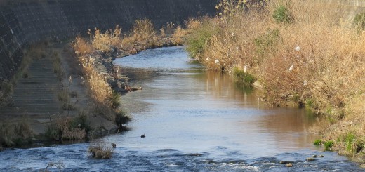 恩田川十日市場方面から長津田方面をのぞむ