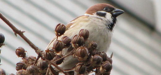 スズメ至近距離実