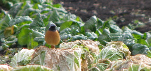ジョウビタキ白菜？の上