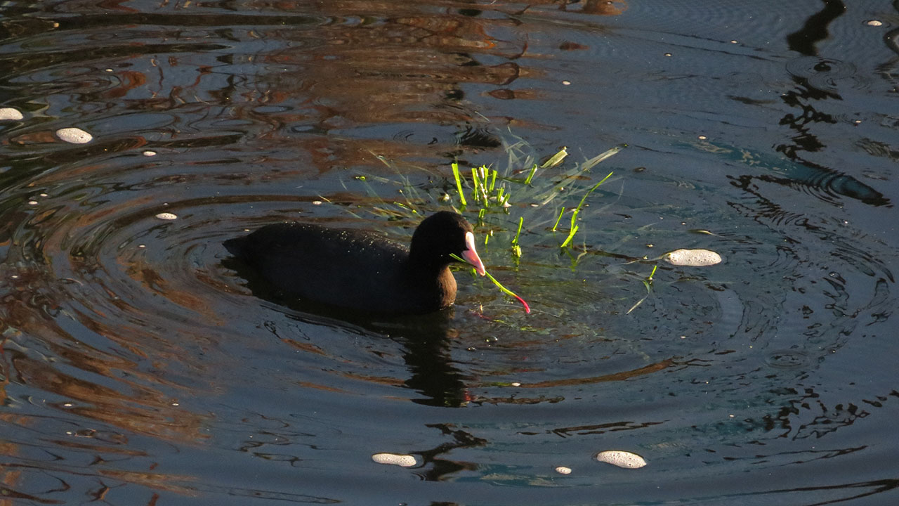 オオバン草を食べる右向き