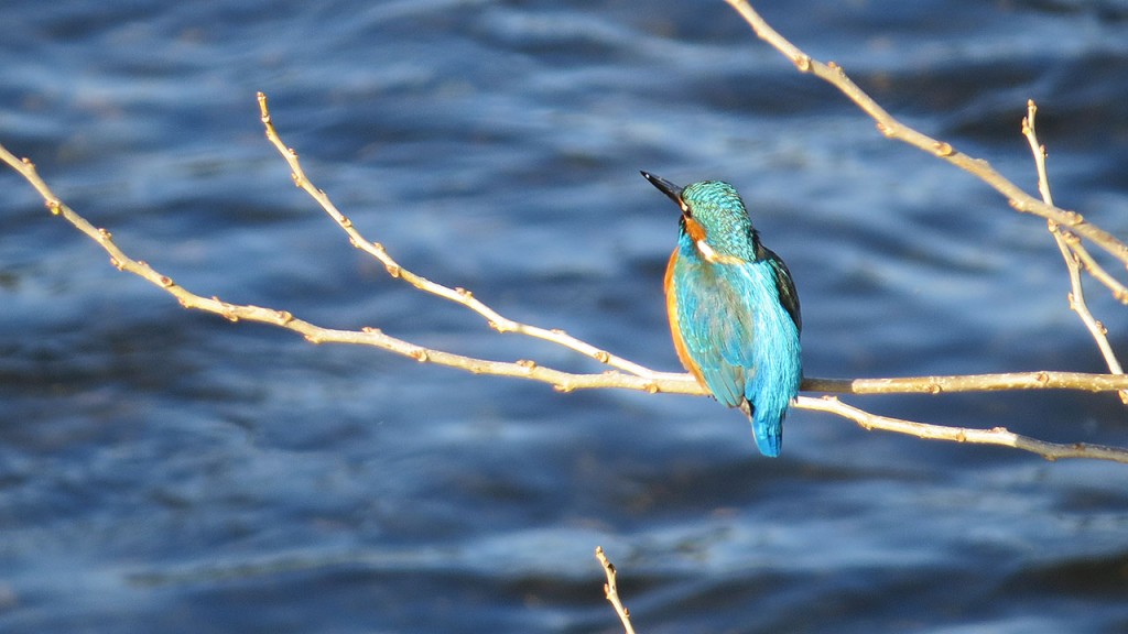 シカシラミバエが犬にとって危険な理由