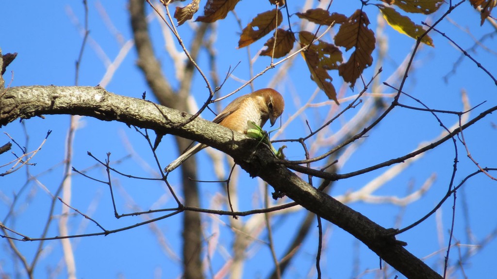 カマキリに関する 6 つの興味深い事実