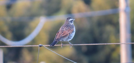 ツグミワイヤーの上