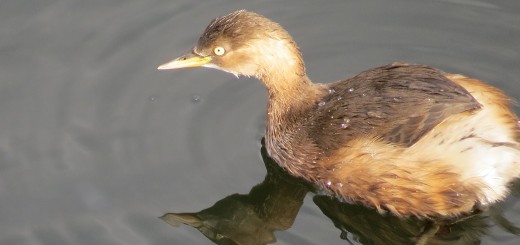 カイツブリアップ