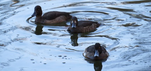キンクロハジロ熊の池