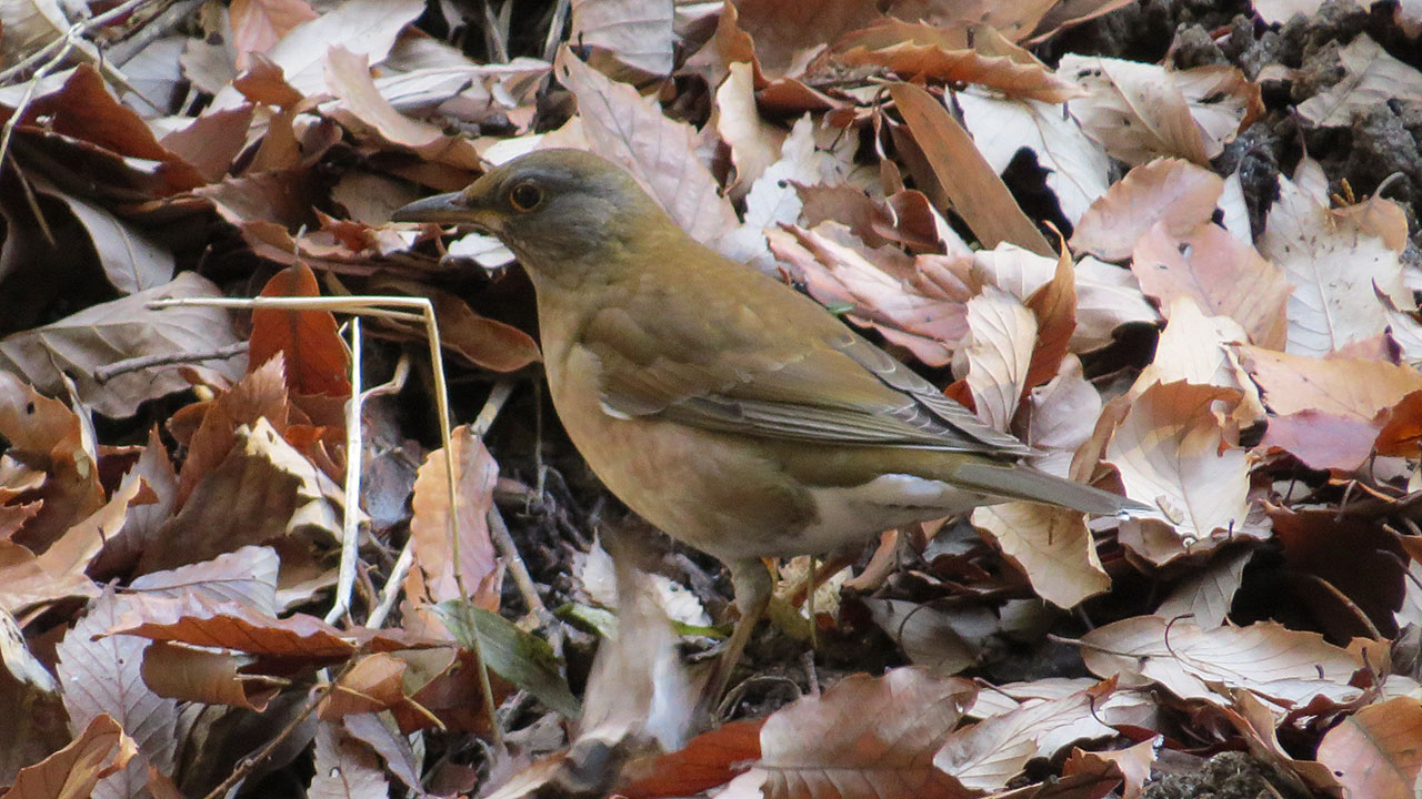 アルファメス:特徴と例 - キツネザル(キツネザル上科)