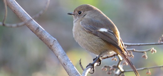 ジョウビタキ雌まるっこい