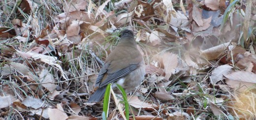 シロハラ後ろ姿